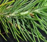 foto di Foglie di Pinus pinea