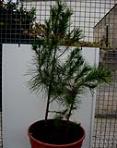 foto di Pinus pinea