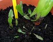 foto di Taraxacum officinale