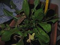 foto di Taraxacum officinale