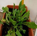foto di Taraxacum officinale