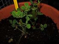 foto di Medicago sativa