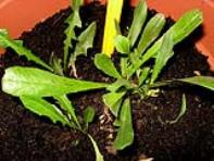 foto di Taraxacum officinale