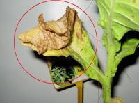 foto di Foglia di Nicotiana tabacum