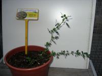 foto di Medicago sativa