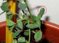 foto di Foglie di Medicago sativa