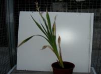 foto di Gladiolus gandavensis