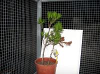 foto di Pinus pinea