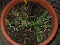 foto di Taraxacum officinale