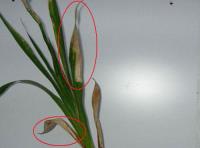 foto di Foglie di Gladiolus gandavensis