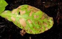 foto di Foglia di Nicotiana tabacum