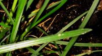 foto di Foglie di Lolium perenne