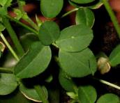 foto di Foglie di Medicago sativa