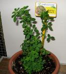foto di Medicago sativa
