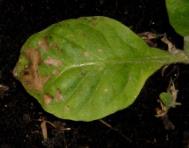 foto di Foglia di Nicotiana tabacum