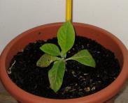 foto di Nicotiana tabacum, cv.BelW3