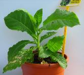 foto di Nicotiana tabacum, cv. BelW3