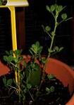 foto di Medicago sativa