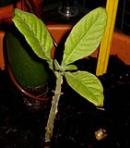 foto di Nicotiana tabacum, cv.BelW3
