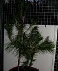 foto di Pinus pinea