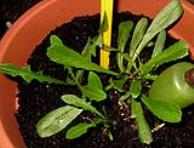 foto di Taraxacum officinale