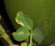foto di Foglie di Medicago sativa