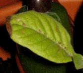 foto di Foglia di Nicotiana tabacum