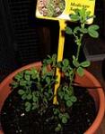 foto di Medicago sativa