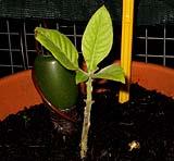 foto di Nicotiana tabacum, cv.BelW3