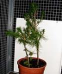 foto di Pinus pinea
