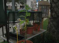 foto di Biocentralina