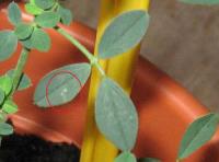 foto di Foglia di Medicago sativa