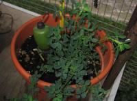 foto di Medicago sativa