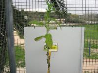foto di Nicotiana tabacum