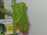 foto di Foglia di Nicotiana tabacum