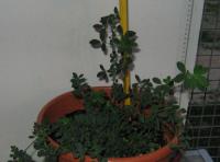 foto di Medicago sativa