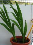 foto di Piante di Gladiolus gandavensis