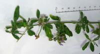 foto di Foglie di Medicago con necrosi