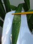 foto di Foglia di Gladiolus gandavensis con danni da HF 