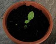 foto di Nicotiana tabacum, cv.BelW3