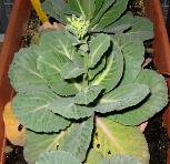 foto di Brassica oleracea