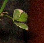 foto di Foglie di Medicago sativa