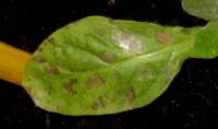 foto di Foglia di Nicotiana tabacum