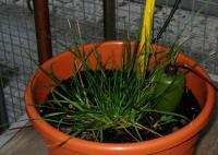 foto di Lolium perenne