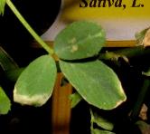 foto di Foglie di Medicago sativa