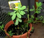 foto di Medicago sativa