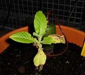 foto di Nicotiana tabacum, cv.BelW3