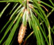 foto di Foglie di Pinus 