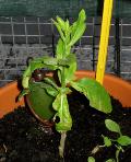 foto di Nicotiana tabacum, cv.BelW3