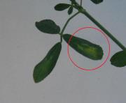 foto di Foglie di Medicago sativa